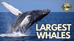 5 Largest Whales Species on Earth! 🐋