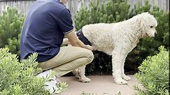 Labra Dog Canine Knee Stifle Brace Wrap, Metal Splint Hinged Flexible Support Brace for K9 ACL, CCL, Luxating Patella, Cruciate Ligament Sprains in Back, Rear, Hind Leg (Medium - 30-50lbs)
