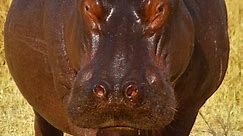 Fun Facts |Hippos|1