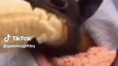 Beerus solos (@freizahatesmonkeys)’s video of bat eating banana
