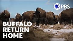 Homecoming | Buffalo Return to Indigenous Lands | Short Film | PBS