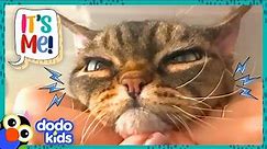 Will This Grumpy Cat Ever Get Some Love? | Dodo Kids | It's Me