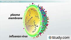 Flu Viruses, HIV and Immune System Evasion