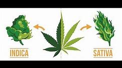 Indica vs Sativa? Does it even matter?