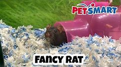 PetSmart - Fancy Rat (Rattus Norvegicus)