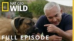 Canine Quarantine (Full Episode) | Cesar Millan: Better Human Better Dog