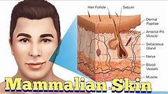 Mammalian Skin(Human Skin) Anatomy #mammalia #Humanskin #Anatomy #Rabbit #Skinofrabbit