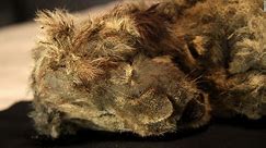 Take a look at this perfectly preserved Ice Age animal
