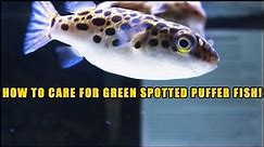 How to care for greenspotted puffers. Everything you need to know about GSP fish.