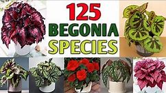 125 Rare Begonia Species with Names | Varieties of Begonia Plant |Plant and Planting