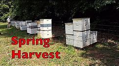 Harvesting Our Spring Honey Crop