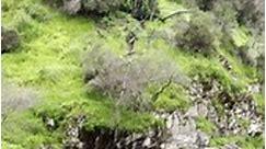 Dog Rides A Natural Waterslide