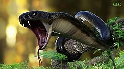 Quels sont les serpents les plus dangereux au monde ? - Vidéo Dailymotion