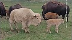 Rare White Bison Calf Born at Wyoming State Park