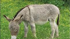 Feeding your donkey - Donkey Breed Society