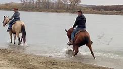 Horse takes the first step into the water and goes crazy