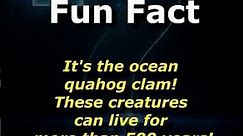 Timeless Creatures: The Long Life of Ocean Quahog Clams! #OceanQuahogClam #TimelessCreatures