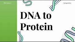 How proteins are made | Transcription and Translation