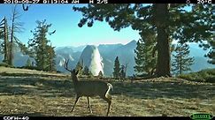 The images & clips in this... - Yosemite Conservancy