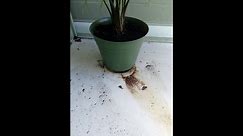 How to Clean Potting Soil Stains From Concrete