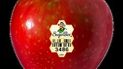 SugarBee Apple Review - Apple Rankings by The Appleist Brian Frange