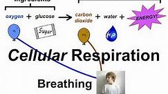 Breathing vs. Respiration