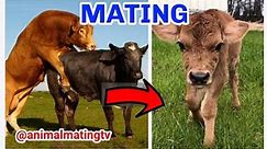 How do COWS BREED MATE