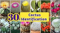 30 Types of Cactus | Cactus Identification|Common Cactus name with Pictures@arpagriartist