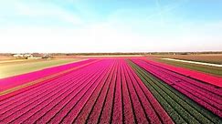 Amazing Tulip Fields
