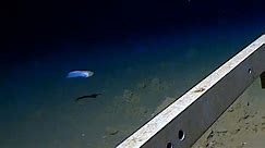 See the world’s deepest fish