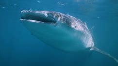 NASA ayudaría a salvar los tiburones ballena, el pez más grande del mundo