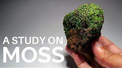 A brief study on some common terrestrial moss species (Collecting and Identifying land moss)