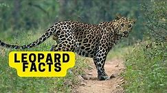 All About Leopards for Children. Leopards Facts for Kids 2023
