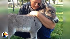 Baby Donkey Asks For More Hugs | The Dodo