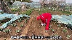 栽抱子甘蓝，说说中国古老的肥田方式#发酵羊粪 #四千年农夫