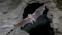 Skin & Bones - Animal Life: Vampire Bat