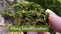 Moss Identification and Basic Information for 9 Most Common Mosses