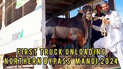 🔴 Live First Truck UNLOADING at Northern Bypass Cow Mandi 2024