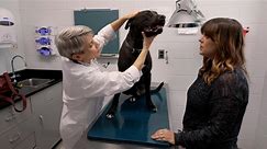 Studying dogs to fight cancer in humans