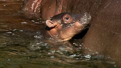 Underwater Birth Is The Norm For These Adorable River Hippos