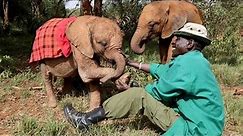 Baby Elephants Wear Blankets At Sanctuary
