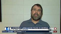 Enormous 13-foot alligator found in Georgia