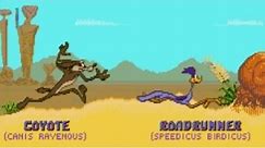 Desert Demolition Starring Road Runner and Wile E. Coyote (Genesis) Playthrough - NintendoComplete