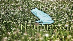 Backyard Naturalists