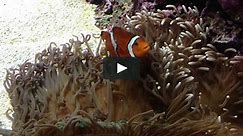 iPhone 4S Explores Fishes Galleries @ Shedd Aquarium