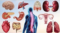 Get to Know Your Body Better: The Names of Inner Organs - ENGLIZO