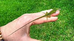 Friendly Green Anole Lizard With Amazing Long Tail