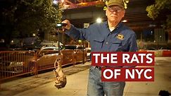The Rats of New York City