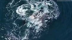 Dozens of killer whales target two adult gray whales in unusual attack