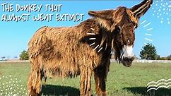 Poitou Donkey: The Fuzziest Donkey that Almost Went Extinct!